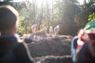 To je ta smečka, která některé dny vyje na celou Bystrc