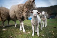 ....a skutečnou ovečkou?