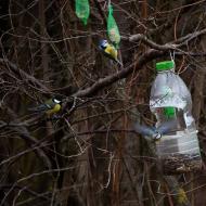 V údolku stojí ptačí strom, okolo kterého to opravdu žije