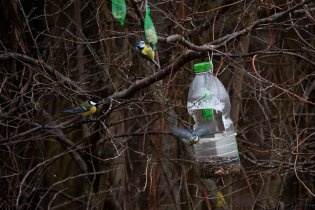 V údolku stojí ptačí strom, okolo kterého to opravdu žije