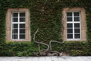 Stejně jako nádherně porostlý dvorek