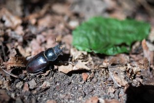 Kocháme se přírodou na oblíbených školkových lokalitách