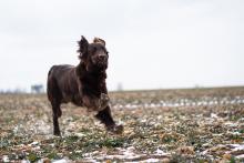 Energie psího mládí