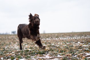 Energie psího mládí