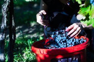 Mironet - barví fest