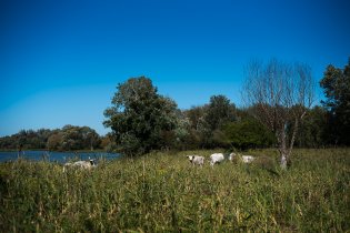 Uherský stepní skot