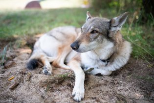Haf, že je u nás oslava? Já jsem si ničeho nevšimla....