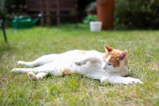 Bude z Tondy stolní tenista?