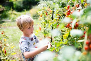 Viki, vyber taková rajčátka, která nám doma co nejdéle vydrží