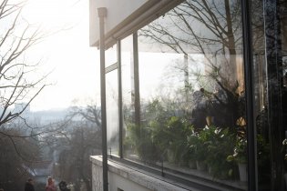 Obdivujeme květiny za okny vily Tugendhat