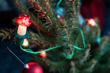 Vánoční houbička na smrku pichlavém