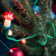 Vánoční houbička na smrku pichlavém